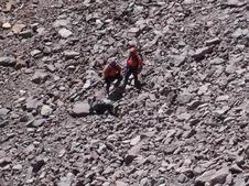 La policanoj rul-faligas la kadavron.